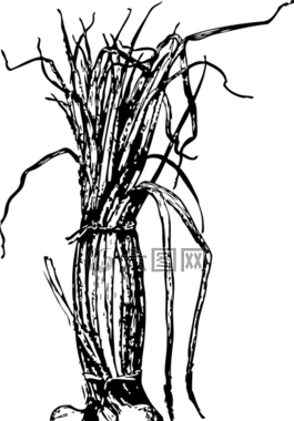 洋蔥,葉子,自然