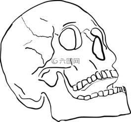男人,人的,頭骨