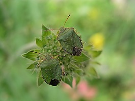昆蟲,盾的bug,甲蟲，昆蟲