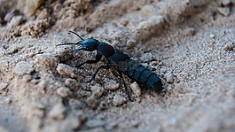 臭短 schildkever,花園,bug