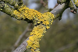 扁平,自然,樹(shù)