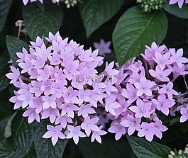 鮮花,紫羅蘭,小花朵
