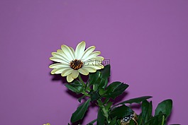 花,翠菊,花卉