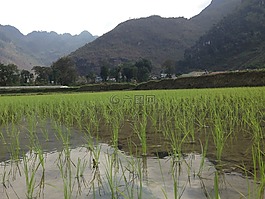 越南,水稻,原野
