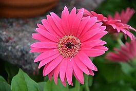 鲜花,粉红色紫红色,性质