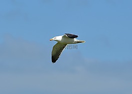 海鷗,海,鳥