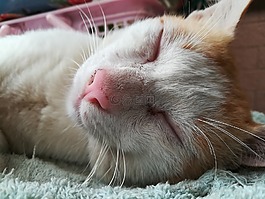 睡覺的貓,可愛,動物
