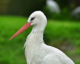 鸛,鳥,羽毛