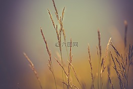 小麥,植物,自然