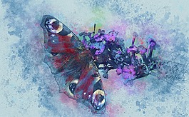 孔雀,蝴蝶,昆蟲(chóng)