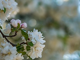 自然,鮮花,花瓣