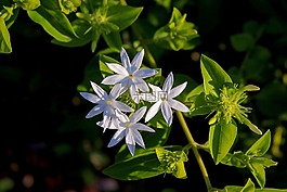 星型茉莉,鲜花,白