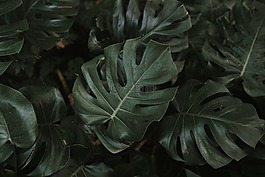 綠色,葉,植物