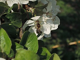 鮮花,蘋果樹,蜜蜂