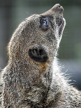 貓鼬,動(dòng)物,動(dòng)物園