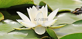 睡蓮,獨(dú)獨(dú)黃,水生植物