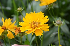 黃色的花,性質(zhì),地塊