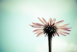 開花,非洲菊,花