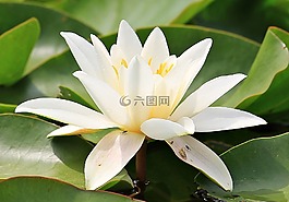 睡蓮,獨(dú)獨(dú)黃,水生植物