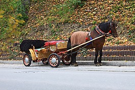 馬,交通,秋
