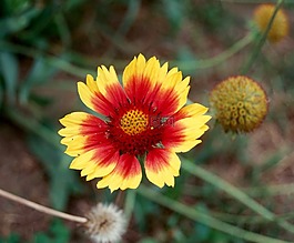 性質(zhì),花卉,植物