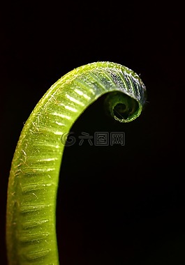 蕨類,綠色,廠