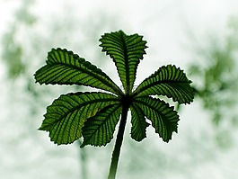 夏天,葉,自然