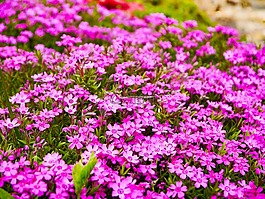 福祿考,花花園,花