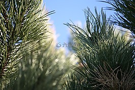 松,松樹,自然