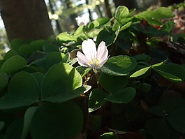 克萊,紅褐色,春天
