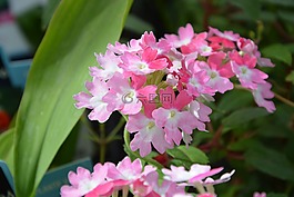 鲜花,白玫瑰,绿色的树叶