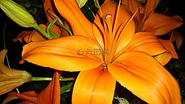百合,開(kāi)花,橙