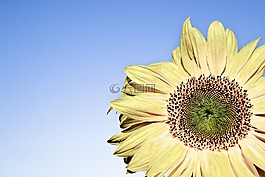 太陽花,黃色,開花