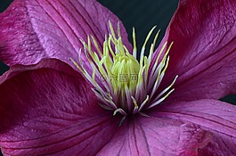 鐵線蓮,開花,花