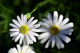 雛菊,花卉,春天