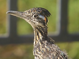 速食,鳥,野生動物