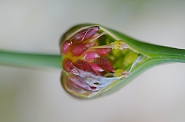 花,夏天,植物