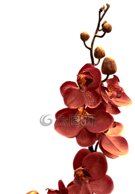 蘭花,分支,花卉