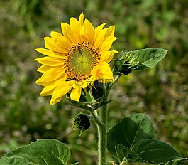 太陽花,向日葵,鮮花