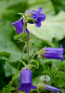 花,藍(lán)色,夏天