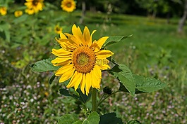 太陽花,向日葵,廠