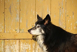 狗,木墻,邊境牧羊犬