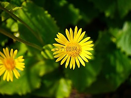 ganswurz,黃色,盛開(kāi)