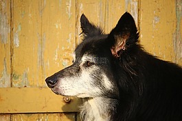 狗,邊框,邊境牧羊犬