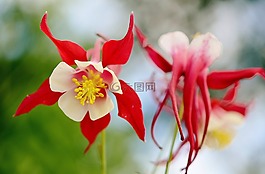 花,紅色,夏天