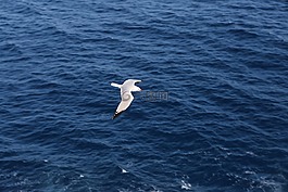 海鷗,飛行,海