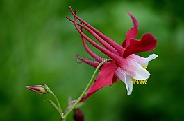 花,紅色,夏天