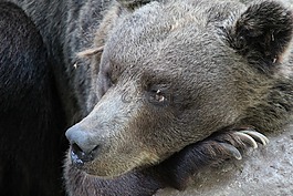熊,野生動物,棕色