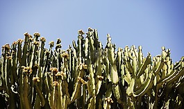 仙人掌,沙漠,干