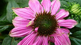 太陽帽子,花,開花